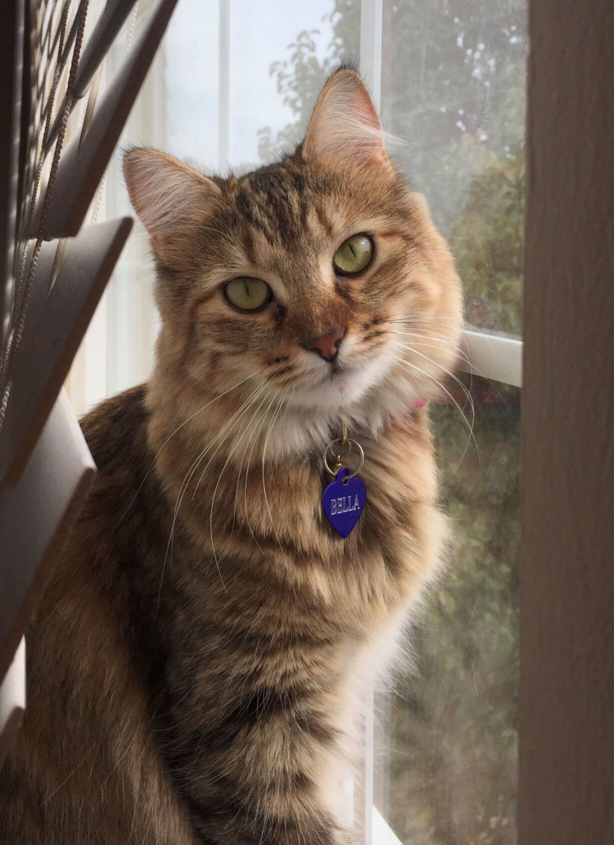 🏆 First place cat: Bella